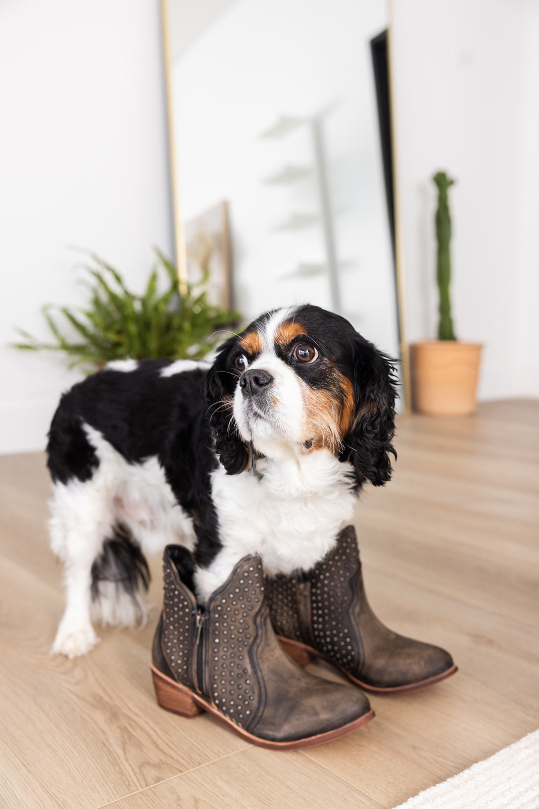 Nailed It Ankle Boot in Black - Charming Charlie